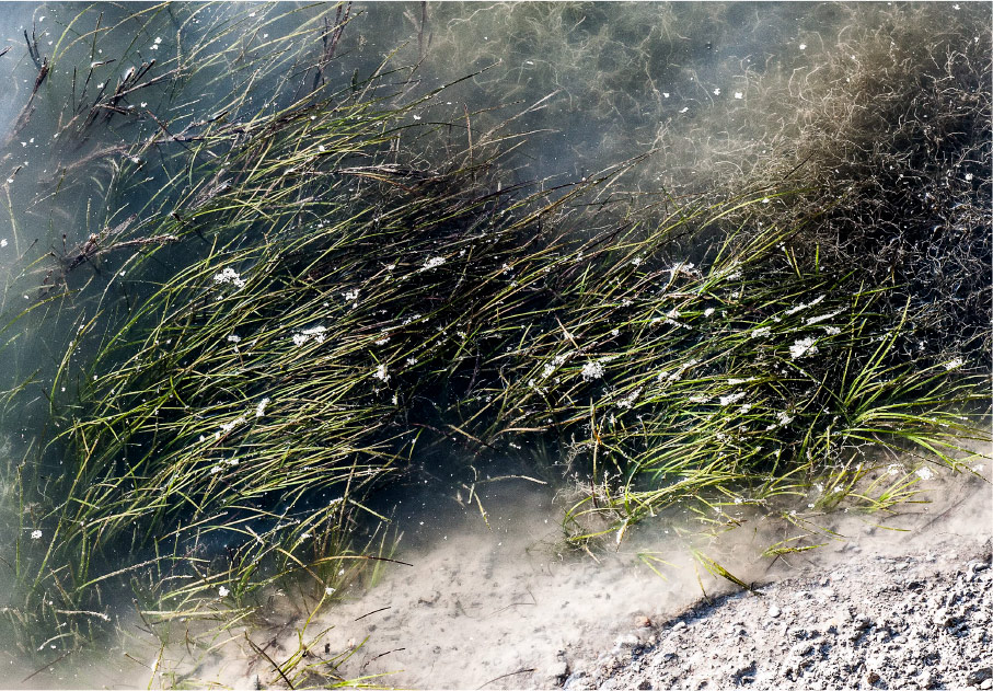 Cultivo de cereal marino en pradera marina