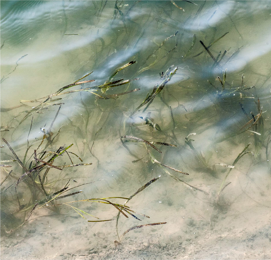 Cultivo de cereal marino en aguas de la Bahía de Cádiz