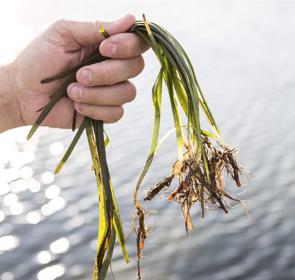 Trabajo de campo con Zostera marina